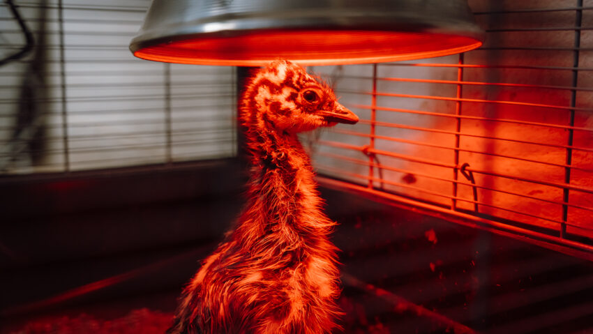 Pui de emu la Zoo Tg.Mureș