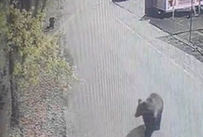 Prezența unui urs, semnalată în mod repetat în zona Platoului Cornești și în apropierea Grădinii Zoologice