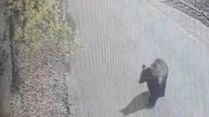 Prezența unui urs, semnalată în mod repetat în zona Platoului Cornești și în apropierea Grădinii Zoologice