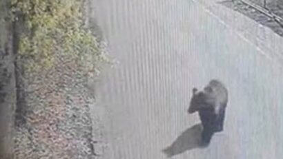 Prezența unui urs, semnalată în mod repetat în zona Platoului Cornești și în apropierea Grădinii Zoologice