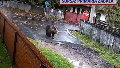 Locuitorii comunei Zăbala, terorizaţi de şase urşi