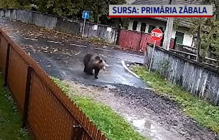 Locuitorii comunei Zăbala, terorizaţi de şase urşi