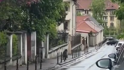 Un pui de urs a apărut miercuri, puțin înainte de prânz, pe strada Baiulescu, din municipiul Brașov