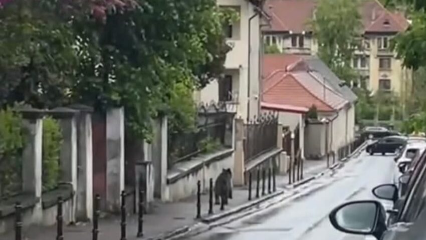 Un pui de urs a apărut miercuri, puțin înainte de prânz, pe strada Baiulescu, din municipiul Brașov