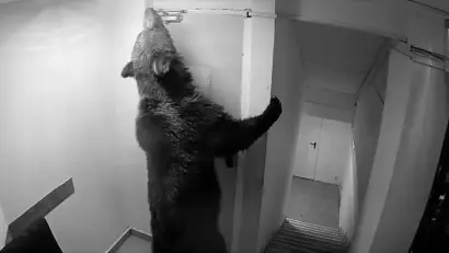 Un urs a intrat într-un hotel din Poiana Brașov