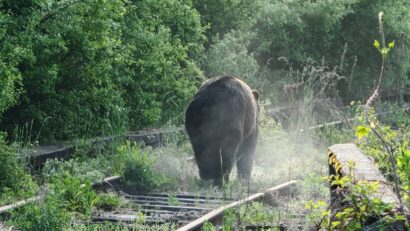 Creştere semnificativă a apelurilor pentru semnalarea urşilor în preajma localităţilor harghitene