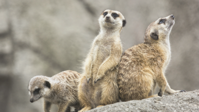 Zoo Brașov sărbătorește Ziua Speciilor pe cale de dispariție
