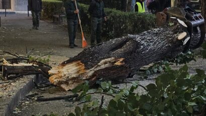 Câteva sute de arbori din Brașov ar putea reprezenta un adevărat pericol pentru pietoni