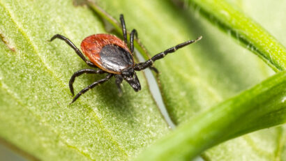 Ghid medical: Boala Lyme