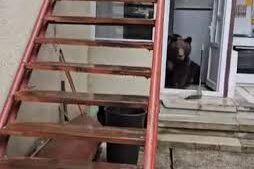 Ursoaica filmată, vineri, într-o casă din Buşteni a fost împuşcată.                   Animalul intrase împreună cu puii, în căutare de hrană