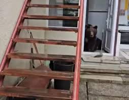 Ursoaica filmată, vineri, într-o casă din Buşteni a fost împuşcată.                   Animalul intrase împreună cu puii, în căutare de hrană