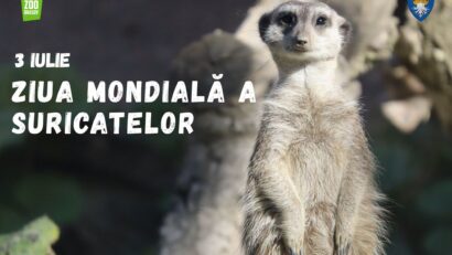 Ziua Mondială a Suricatelor, sărbătorită vineri la Grădina Zoologică Brașov