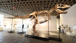 Un Tyrannosaurus rex vechi de 67 de milioane de ani vândut la licitație