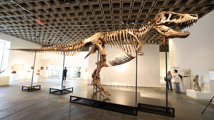 Un Tyrannosaurus rex vechi de 67 de milioane de ani vândut la licitație