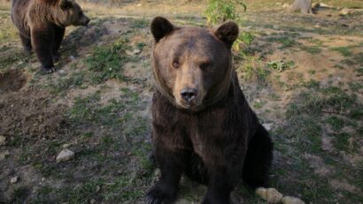 Patru urşi vor fi transferaţi de la Sanctuarul de la Zărneşti într-un parc natural din Franţa