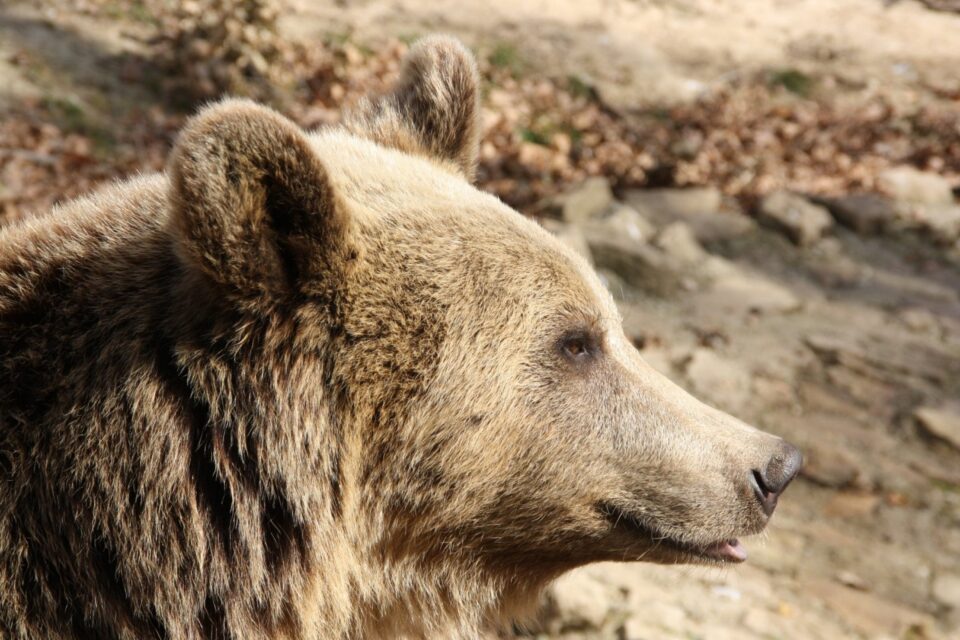 Apariții tot mai frecvente ale urșilor în Târgu Mureș