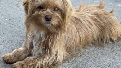 Zeci de câini așteaptă să fie adoptați la Adăpostul de la Câmpul Frumos