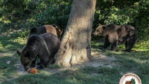 Cei 4 pui de urs de la Sanctuarul Libearty Zărneşti au ajuns cu bine în Franţa