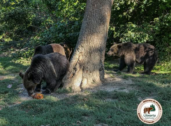 Cei 4 pui de urs de la Sanctuarul Libearty Zărneşti au ajuns cu bine în Franţa