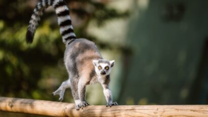 Valul de căldură impune măsuri speciale la Grădina Zoologică din Tg. Mureș