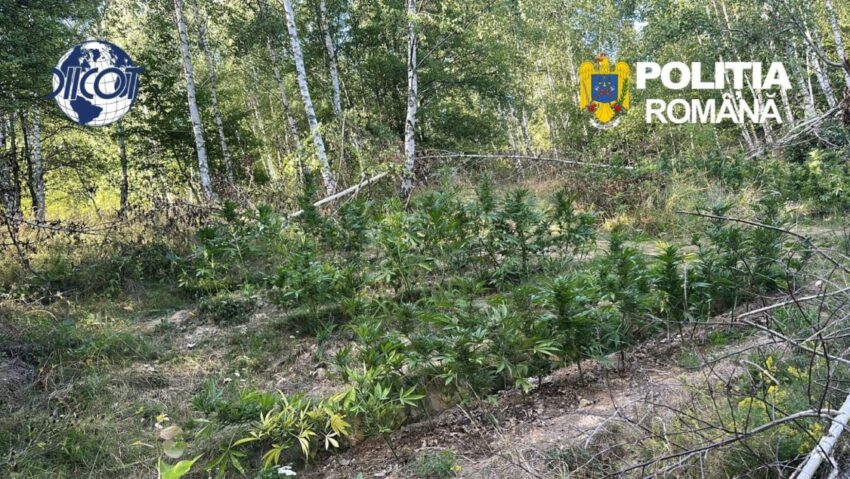 Cultură de canabis descoperită într-o pădure din Dalnic, Covasna