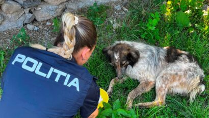 Tineri brașoveni, cercetați penal pentru lovirea unui câine
