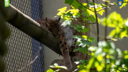 Grădina Zoologică Brașov are trei noi locatari