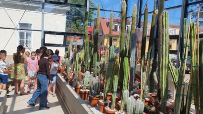 Copilării – Ziua mondială a cactușilor (reportaj)