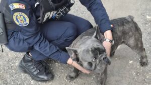 Câine salvat de polițiștii harghiteni
