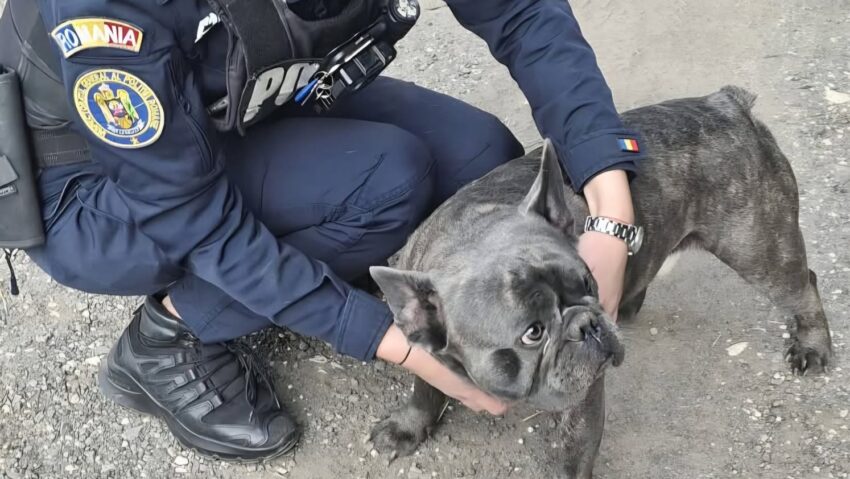 Câine salvat de polițiștii harghiteni