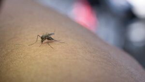 Cazuri de infecţie cu virusul West Nile în județele Mureș și Harghita