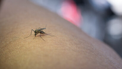Cazuri de infecţie cu virusul West Nile în județele Mureș și Harghita