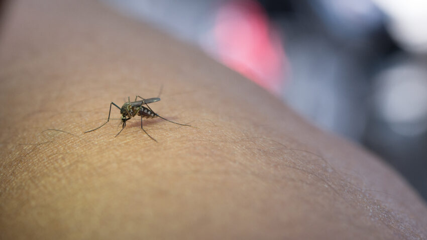 Cazuri de infecţie cu virusul West Nile în județele Mureș și Harghita