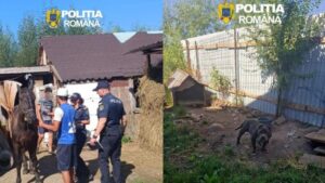 Braşov: Dosare penale pentru doi bărbaţi bănuiţi de rele tratamente aplicate animalelor