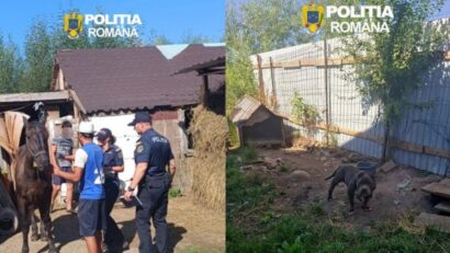 Braşov: Dosare penale pentru doi bărbaţi bănuiţi de rele tratamente aplicate animalelor