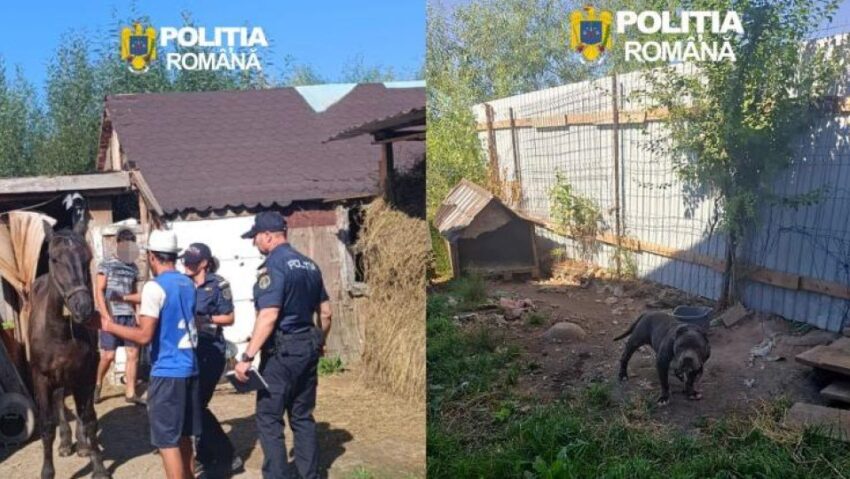 Braşov: Dosare penale pentru doi bărbaţi bănuiţi de rele tratamente aplicate animalelor