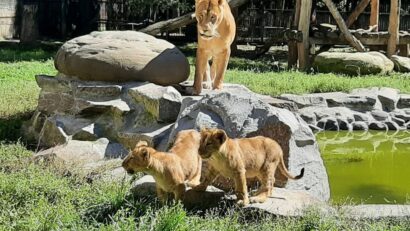 Tunelul vizitatorilor din zona leilor de la Zoo Târgu Mureș, mai aproape de realizare