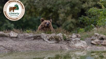 Urşii din Dâmboviţa au ajuns la Zărneşti