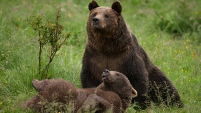 Braşov: O ursoaică şi trei pui – capturaţi de Primărie şi preluaţi de Sanctuarul de la Zărneşti