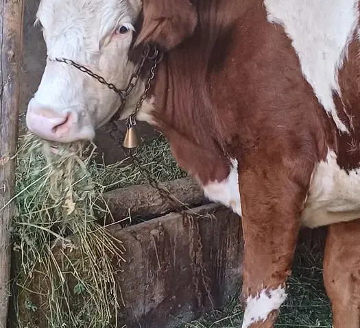 Crescătorii de porci și de vite pot depune, începând cu 1 septembrie, cererile pentru ajutorul acordat de APIA