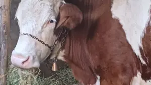Crescătorii de porci și de vite pot depune, începând cu 1 septembrie, cererile pentru ajutorul acordat de APIA