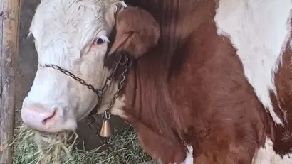Crescătorii de porci și de vite pot depune, începând cu 1 septembrie, cererile pentru ajutorul acordat de APIA