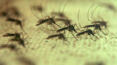 58 de cazuri de West Nile raportate în România în această vară