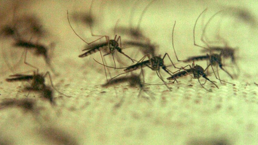 58 de cazuri de West Nile raportate în România în această vară