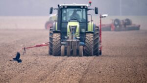 Pagube importante provocate de ciori culturilor agricole din Covasna