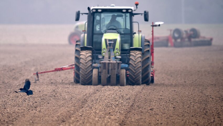 Pagube importante provocate de ciori culturilor agricole din Covasna