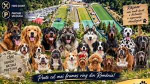 Râşnovul găzduieşte Expoziţia Canină Internaţională