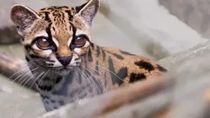 A fost descoperită o nouă specie de pisică sălbatică