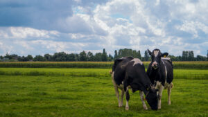 Comisia Europeană a aprobat schema de 52 de milioane de euro pentru crescătorii de bovine din România