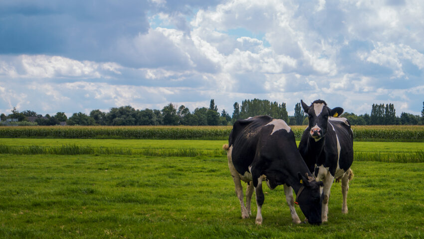 Comisia Europeană a aprobat schema de 52 de milioane de euro pentru crescătorii de bovine din România